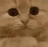 PLEASE emote