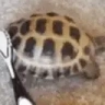 TurtlePls emote