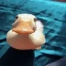 duckKiss emote