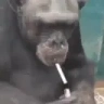 monkeSmoke emote