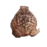 frogSpin emote