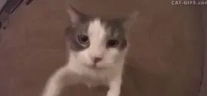 CatKiss emote