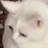 catGAG emote