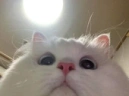 hellocat emote