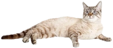 kot emote