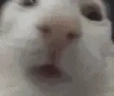 catZOOM emote