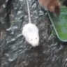 ratAttack emote