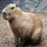 Capybara emote