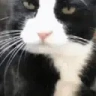 MLEMM emote