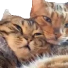 CatHug emote