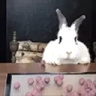 rabbitFok emote
