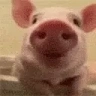 Piggy emote