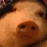 Svin emote