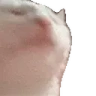 catJAMFASTER emote