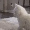 catTwerk emote
