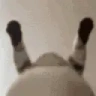 WAP emote