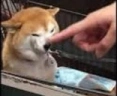 Boop emote