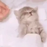 gnbbs emote