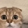 monkaCat emote