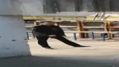 PapichWalk emote