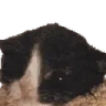 WAAAAH emote