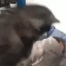 WakeUp emote