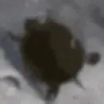 turtleRoll emote