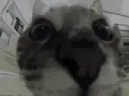 lmaooooo emote