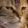 catBruh