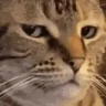 catBruh emote