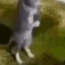 9LAH emote