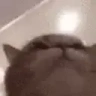 CatBop emote