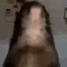AREYOUARAT emote
