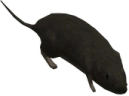 halo3rat emote