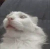 pausecat emote