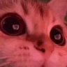 catWink emote