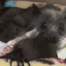 batJam emote