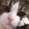 boredCat emote