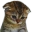 CatDown