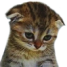 SadCat emote
