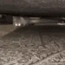 catArrive emote