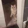 catLeave emote