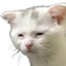 TiredCat emote