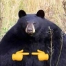 ShyBear emote