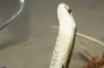 snakedrinkinsprite emote