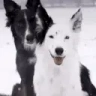 DogAHomie emote