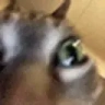 GoingInsane emote
