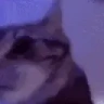 LosingIt emote