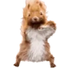squirrelJAM emote
