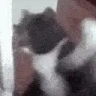 catSmash2 emote